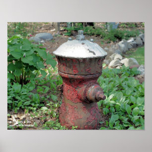 Pôster Hidrante de Fogo Rujento do Jardim Flor