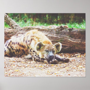 Poster Hiena do sono, fotografia dos animais selvagens