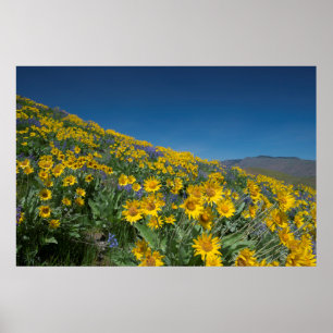 Poster High Desert Superbloom
