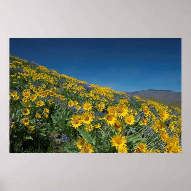 Poster High Desert Superbloom (Frente)