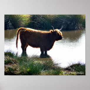 Poster Highland Cattle
