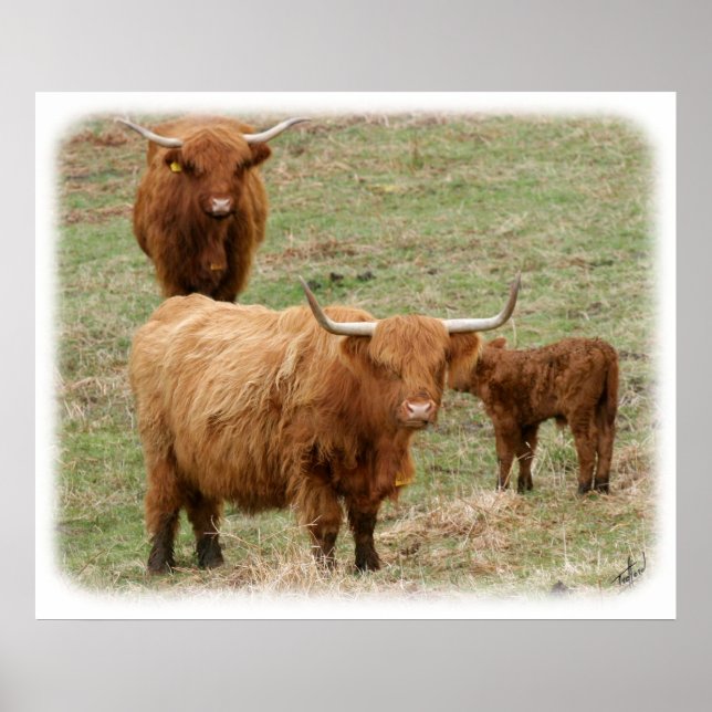 Pôster Highland Cattle 9Y316D-017 (Frente)
