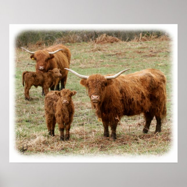 Pôster Highland Cattle 9Y316D-055 (Frente)