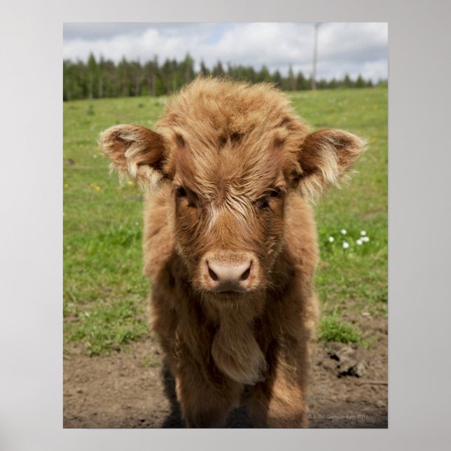 Poster Highland Cattle, perto de Dufftown, (Frente)