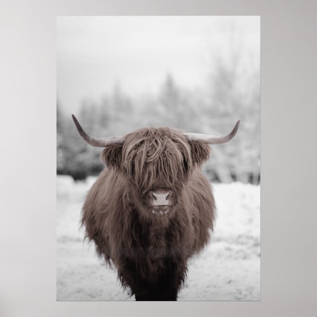 Poster Highland Cow Scotland Russ Fazenda (Frente)