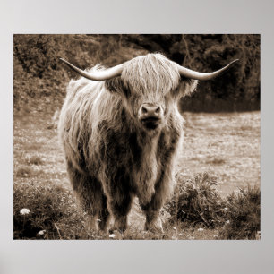 Poster Highland Cow Scotland Rustic Brown monotone