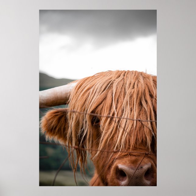 POSTER HIGHLAND KING (Frente)