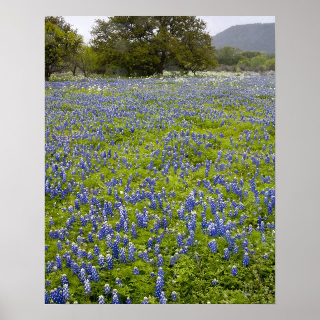 Poster Hill Country, Texas, Bluebonnets e Oak tree (Frente)