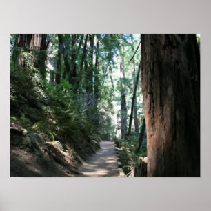 Pôster "Hillside Trail", Muir Woods