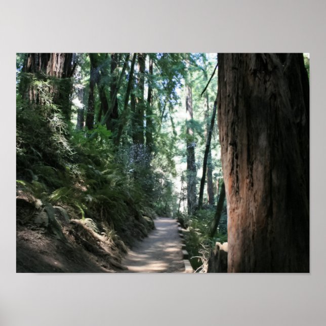 Pôster "Hillside Trail", Muir Woods (Frente)