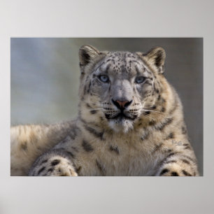 Poster Himalayan Prince Print