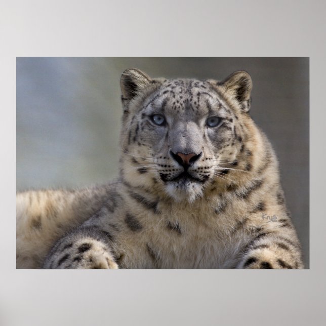 Poster Himalayan Prince Print (Frente)