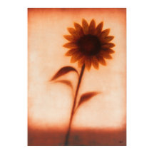 Himawari Girassol Abstração Floral Japonesa
