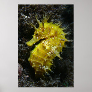 Pôster Hipocampo amarelo Guttulatus do cavalo marinho