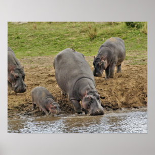Poster Hipopótamo, Hippopotamus amphibius, Serengeti