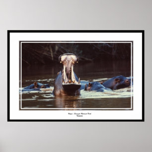 Pôster Hipopótamo - Serentgeti