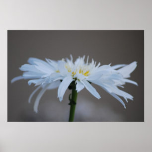 Pôster Hippie daisy and meaning