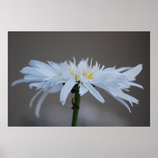 Pôster Hippie daisy and meaning (Frente)