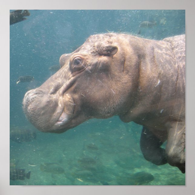 poster hippo1 (Frente)