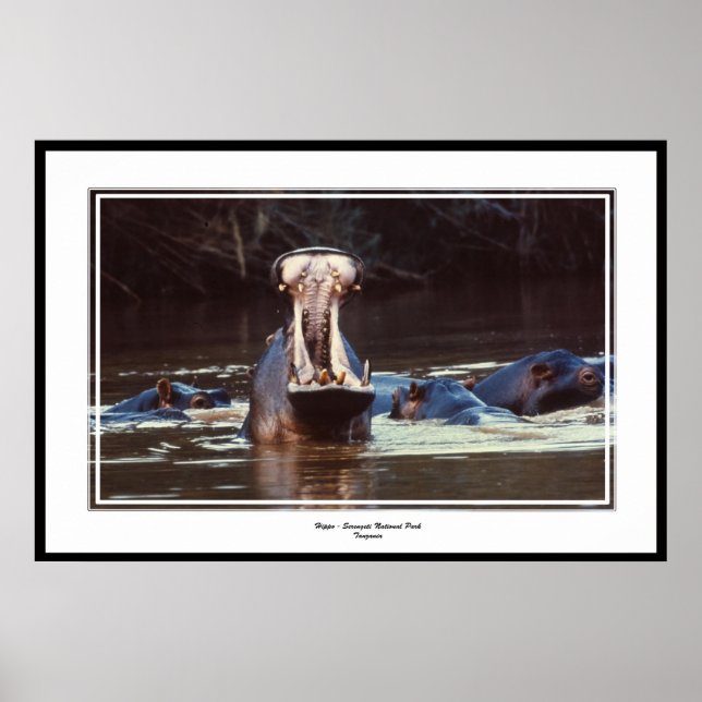 Pôster Hippo - Serentgeti (Frente)