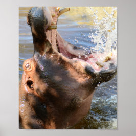 Poster Hippo Splash