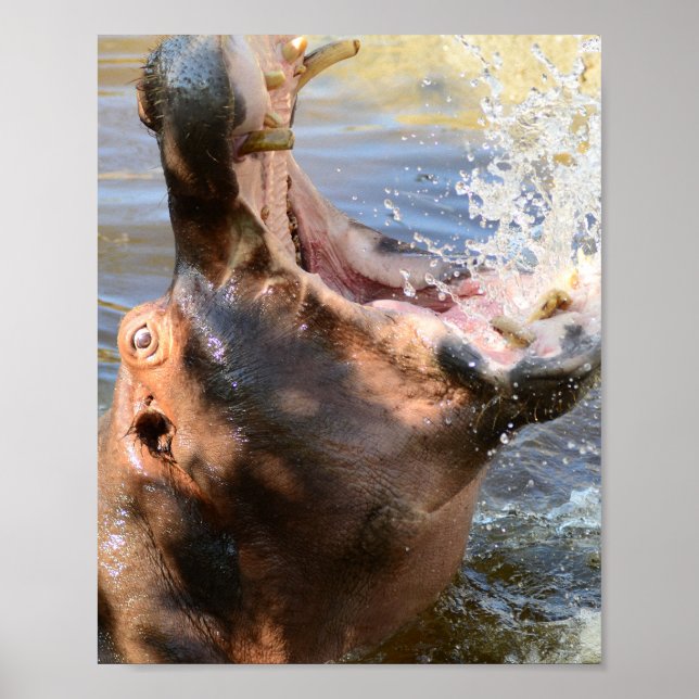 Poster Hippo Splash (Frente)