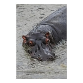 Pôster Hippoposterus