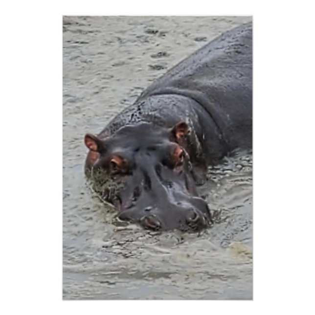 Pôster Hippoposterus (Frente)