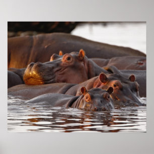 Pôster Hippopotamus, Hippopotamus amphibius, Lago