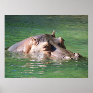 Pôster Hippopotamus Nadando Na Superfície