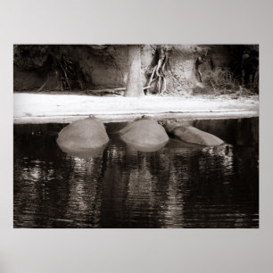 Poster Hippos Descansando na Vida Selvagem Branca e Negra