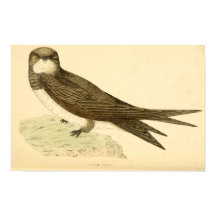 História das aves britânicas 1863 ALPINE SWIFT