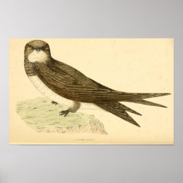 Poster História das aves britânicas 1863 ALPINE SWIFT