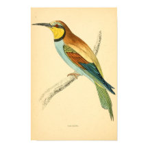 História das aves britânicas 1863 BEE-EATER