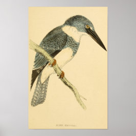 Poster História das aves britânicas 1863 BELTED-KINGFISHE
