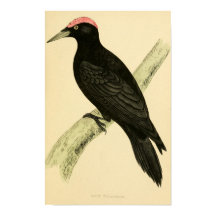 História das aves britânicas 1863 BLACK WOODPECKER