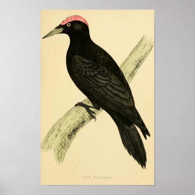 Poster História das aves britânicas 1863 BLACK WOODPECKER (Frente)