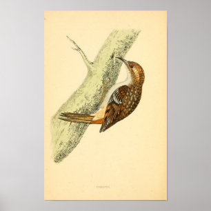 Poster História das aves britânicas 1863 CREEPER