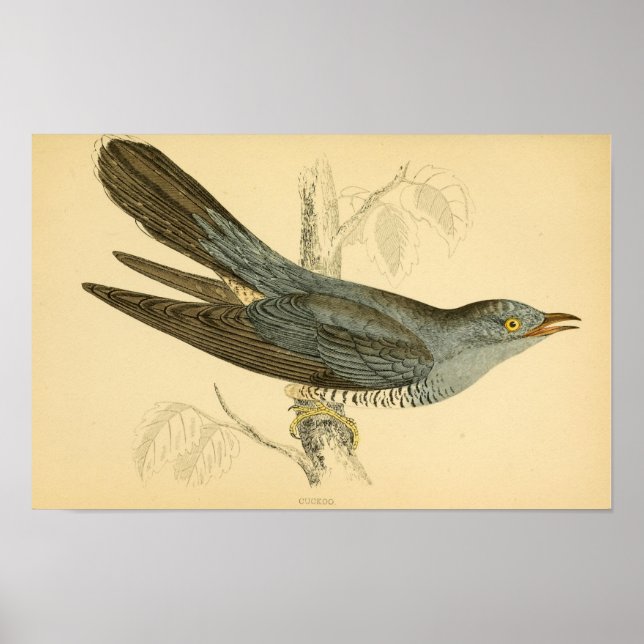 Poster História das aves britânicas 1863 CUCKOO (Frente)