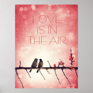 Poster História de aves de amor