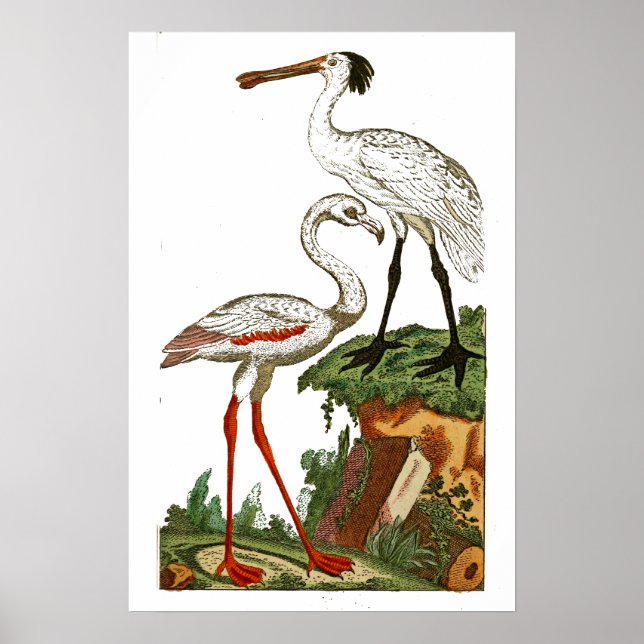 Poster História natural das aves 1795 Plata 33 Pequena (Frente)