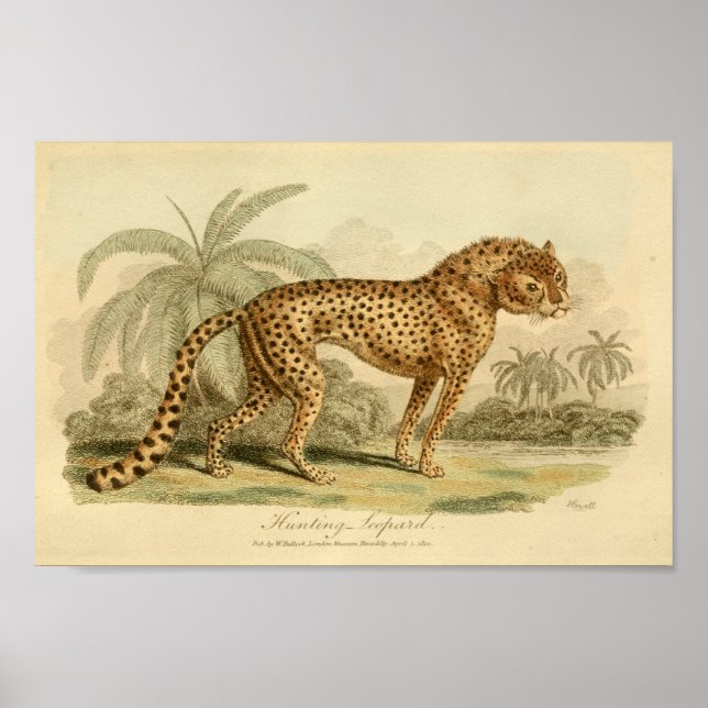 Poster História Natural do Leopardo Vintage Grande Impres (Frente)