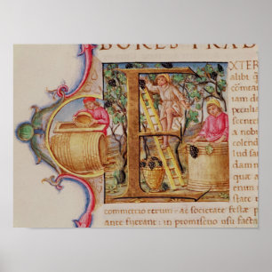 Pôster Historiated rubrica "E" que descreve a colheita de