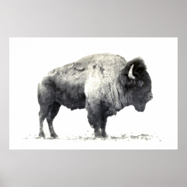 Poster Historical Photograph of American Bison (Frente)