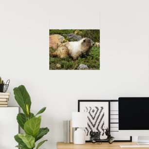 Poster Hoary Marmot Wildlife Fotográfica