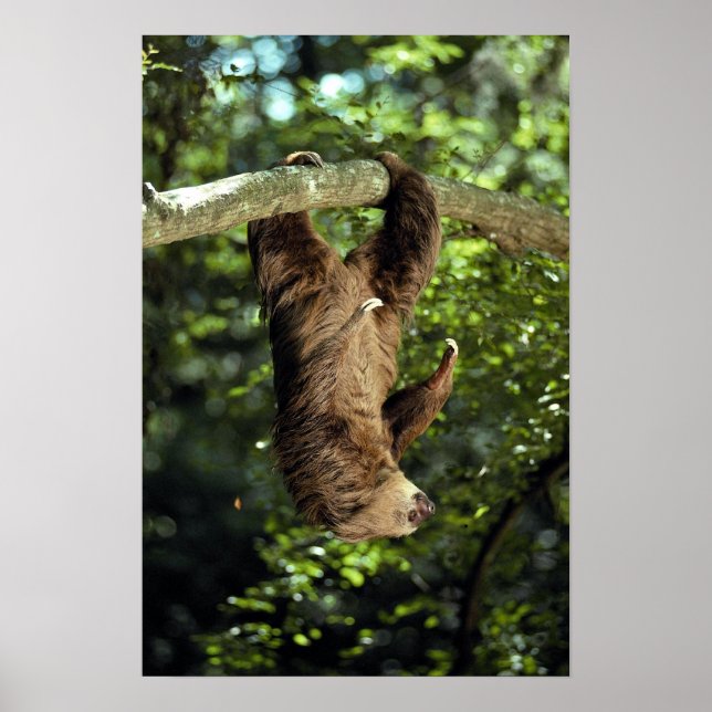 Poster Hoffmann's two-toed sloth (Frente)