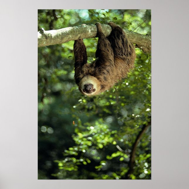Poster Hoffmann's two-toed sloth (Frente)