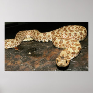 Poster Hog Nose Cobra