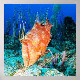 Poster Hogfish