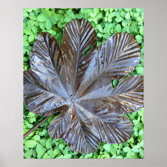 Poster Hoja de Yagrumo seca sobre grame verde (Frente)